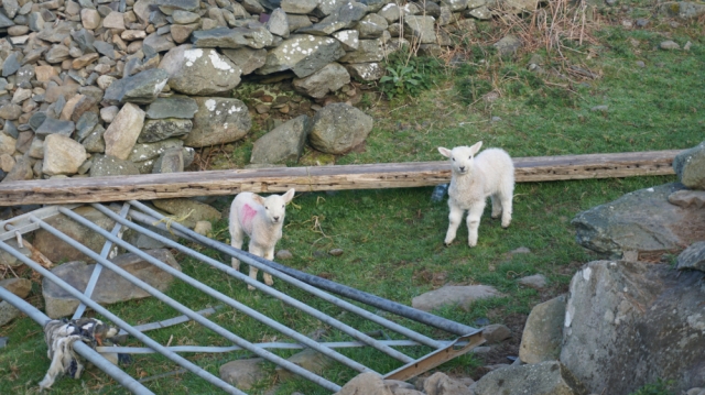 On the way down, two lambs pop to a gate to great me. I wonder if they are expecting to be fed? Maybe they were just naturally curious.
